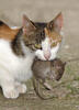Kočka domácí (Felis silvestris, f. catus)
