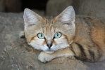 Kočka pouštní (Felis margarita)