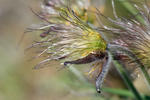 Koniklec luční český (Pulsatilla pratensis subsp. bohemica)