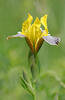 Kosatec různobarvý (Iris variegata)