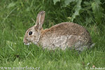Králík divoký (Oryctolagus cuniculus) Králík divoký (Oryctolagus cuniculus)
