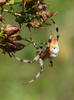 Křižák čtyřskvrnný (Araneus quadratus)