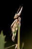 Kudlanka jižní (Empusa fasciata)