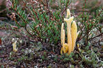 Kyjanka hlínová (Clavaria argillacea)