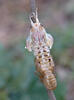 Líhnutí cikády (Cicadetta montana)