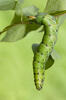 Lišaj svlačcový (Agrius convolvuli)