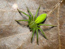 Maloočka smaragdová (Micrommata virescens)
