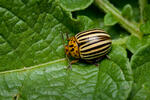 Mandelinka bramborová (Leptinotarsa decemlineata)