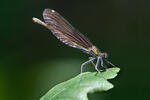 Motýlice obecná (Calopteryx virgo)
