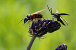 Mravenec obrovský (Camponotus herculeanus)