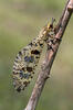 Mravkolev (Palpares libelluloides)