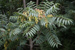 Pajasan žláznatý (Ailanthus altissima)