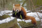Panda červená (Ailurus fulgens)