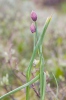 Pažitka pobřežní (Allium schoenoprasum)