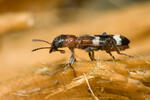 Pestrokrovečník mravenčí (Thanasimus formicarius)