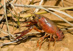 Rak červený (Procambarus clarkii)