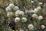 Rojovník bahenní (Ledum palustre)