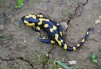 Salamandra škvrnitá