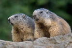 Svišť horský (Marmota marmota)