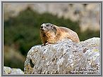 Svišť horský (Marmota marmota) Svišť horský (Marmota marmota)