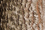 Topol osika (Populus tremula)