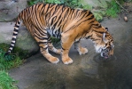 Tygr sumaterský (Panthera tigris sumatrae)