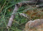 Užovka hladká (Coronella austriaca)