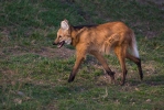 Vlk hřivnatý, pes hřivnatý (Chrysocyon brachyurus)