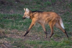 Vlk hřivnatý, pes hřivnatý (Chrysocyon brachyurus)