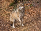 Vlk obecný