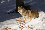 Vlk obecný (Canis lupus)