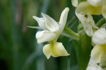 Vstavač bledý (Orchis pallens)