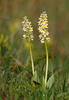 Vstavač bledý (Orchis pallens)