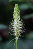 Zvonečník klasnatý (Phyteuma spicatum)