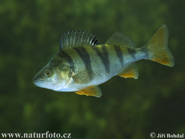 http://www.naturfoto.cz/fotografie/ostatni/okoun-ricni-36101.jpg