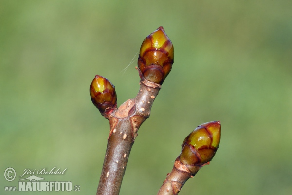 Pagaštan (Aesculus hippocastanum)