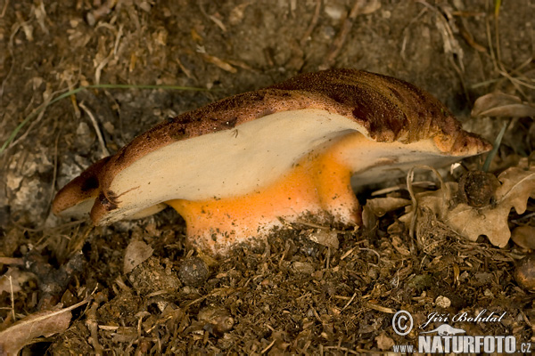 Pečeňovec dubový (Fistulina hepatica)