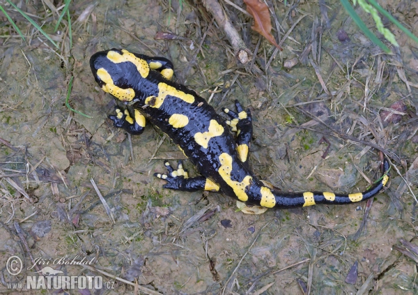 Salamandra škvrnitá (Salamandra salamandra)