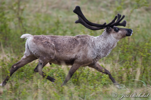 Sob (Rangifer tarandus)