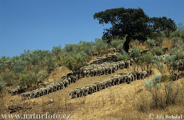 http://www.naturfoto.cz/fotografie/ostatni/spanelsko-1836.jpg