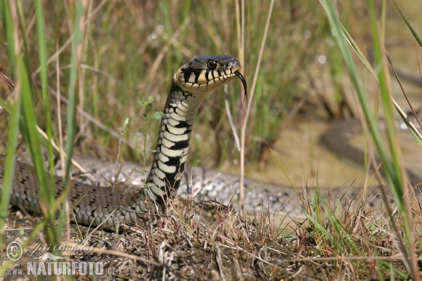 Užovka obojková (Natrix natrix)