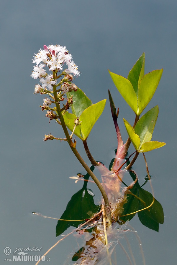 Vachta trojlistá (Menyanthes trifoliata)