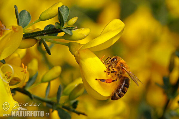 Včela medonosná (Apis mellifera)