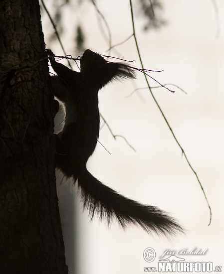 Veverica stromová (Sciurus vulgaris)