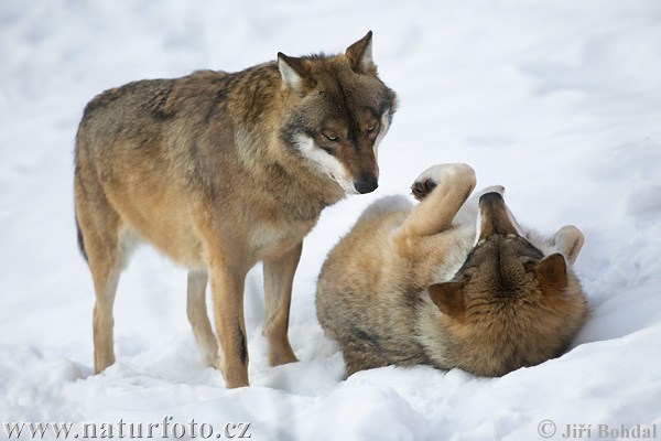 Vlk obecný (Canis lupus)