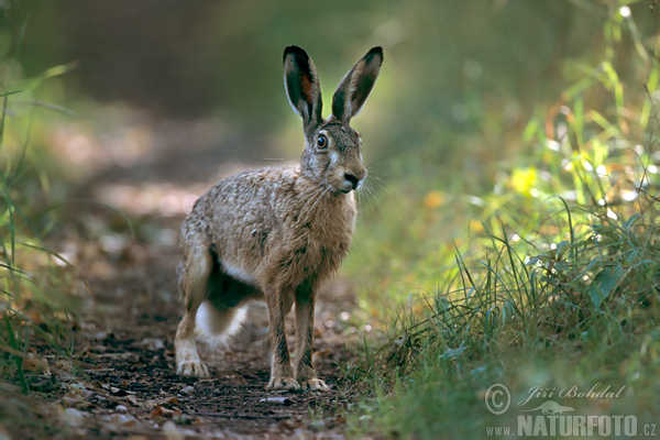 Zajíc polní (Lepus europaeus) Zajíc polní (Lepus europaeus)