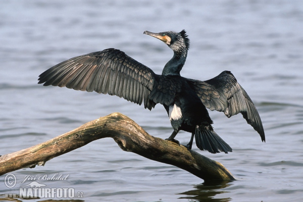 Kormorán velký (Phalacrocorax carbo)