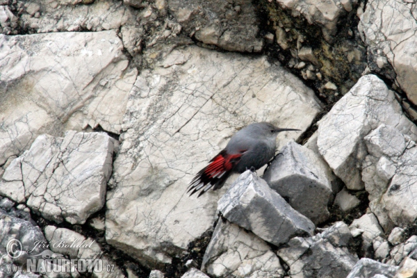 Murárik červenokrídlý (Tichodroma muraria)