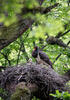 Čáp černý (Ciconia nigra)