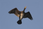 Kormorán velký (Phalacrocorax carbo)